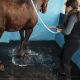 Dalle pour chevaux - Hexdalle® DJP